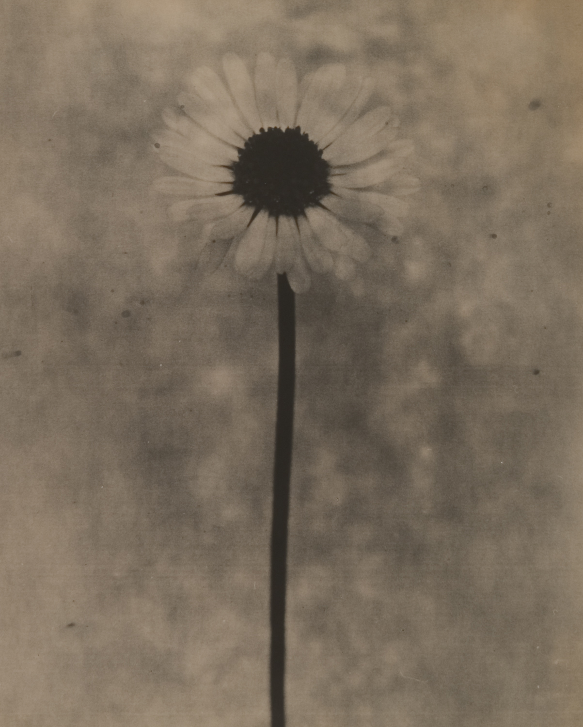 z cyklu bez tytułu, nr neg. 958/11